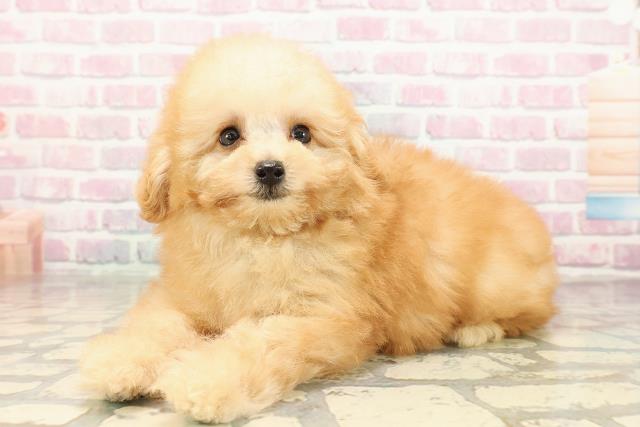 埼玉県のトイプードル(トイ) (Coo&RIKU川口戸塚店/2025年9月1日生まれ/男の子/アプリコット)の子犬の2枚目の画像