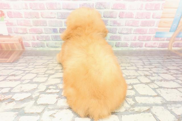 埼玉県のトイプードル(トイ) (Coo&RIKU川口戸塚店/2025年9月1日生まれ/男の子/アプリコット)の子犬の4枚目の画像