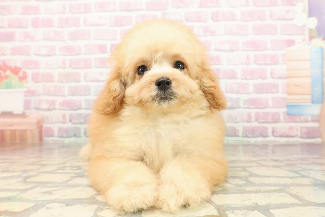 千葉県のトイプードル(トイ) (Coo&RIKU東船橋店/2025年9月1日生まれ/男の子/アプリコット)の子犬の1枚目の画像