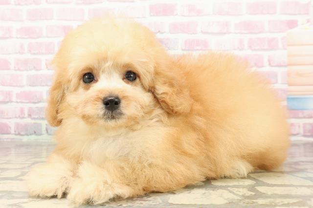 千葉県のトイプードル(トイ) (Coo&RIKU東船橋店/2025年9月1日生まれ/男の子/アプリコット)の子犬の2枚目の画像