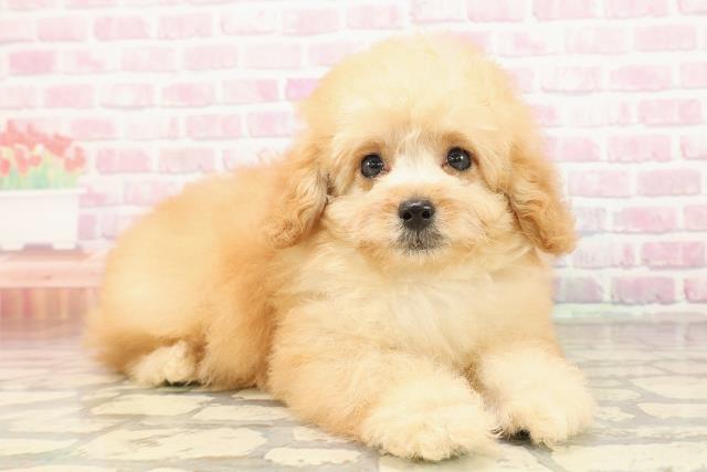 千葉県のトイプードル(トイ) (Coo&RIKU東船橋店/2025年9月1日生まれ/男の子/アプリコット)の子犬の3枚目の画像