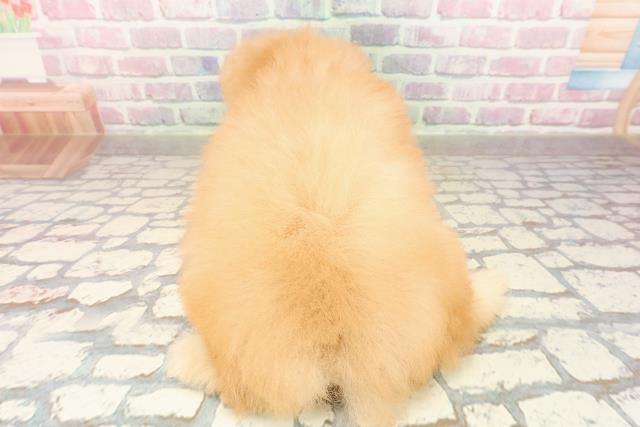 千葉県のトイプードル(トイ) (Coo&RIKU東船橋店/2025年9月1日生まれ/男の子/アプリコット)の子犬の4枚目の画像