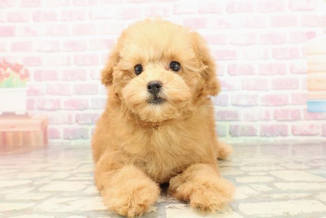 東京都のトイプードル(トイ) (Coo&RIKU江戸川店/2025年9月1日生まれ/女の子/アプリコット)の子犬の1枚目の画像