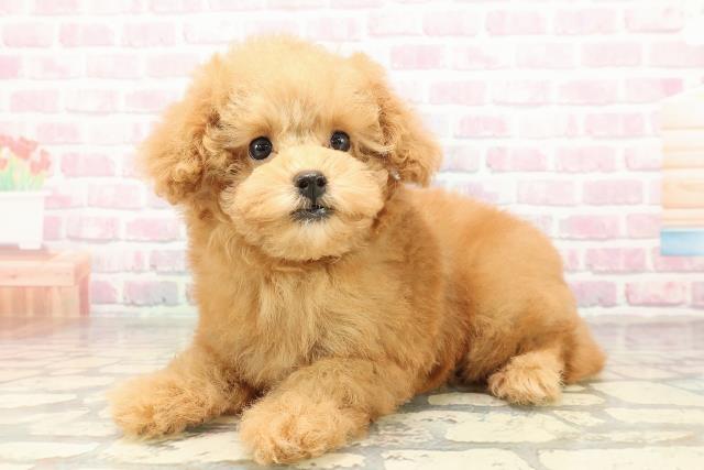 東京都のトイプードル(トイ) (Coo&RIKU江戸川店/2025年9月1日生まれ/女の子/アプリコット)の子犬の2枚目の画像