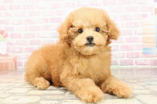 東京都のトイプードル(トイ) (Coo&RIKU江戸川店/2025年9月1日生まれ/女の子/アプリコット)の子犬の3枚目の画像