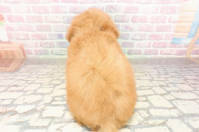 東京都のトイプードル(トイ) (Coo&RIKU江戸川店/2025年9月1日生まれ/女の子/アプリコット)の子犬の4枚目の画像