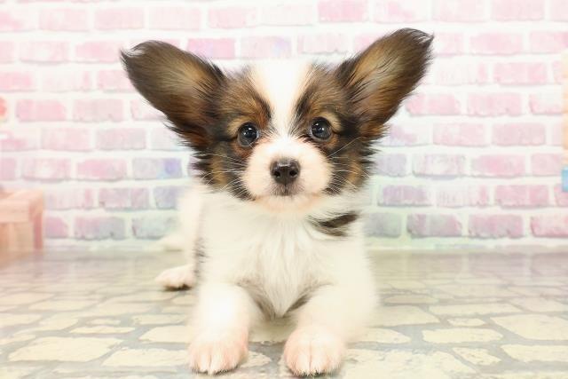 東京都のパピヨン (Coo&RIKU足立本店/2025年9月1日生まれ/男の子/ホワイトブラウン)の子犬の1枚目の画像