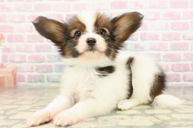 東京都のパピヨン (Coo&RIKU足立本店/2025年9月1日生まれ/男の子/ホワイトブラウン)の子犬の2枚目の画像