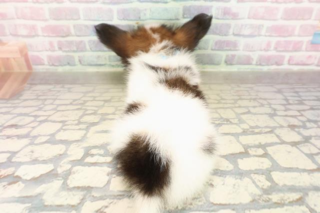 東京都のパピヨン (Coo&RIKU足立本店/2025年9月1日生まれ/男の子/ホワイトブラウン)の子犬の4枚目の画像