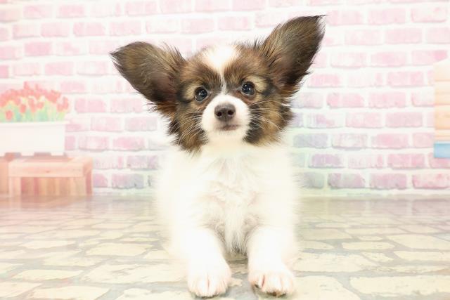 広島県のパピヨン (Coo&RIKU福山店/2025年9月1日生まれ/男の子/ホワイトブラウン)の子犬の1枚目の画像