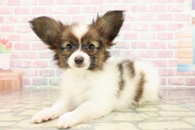 広島県のパピヨン (Coo&RIKU福山店/2025年9月1日生まれ/男の子/ホワイトブラウン)の子犬の2枚目の画像