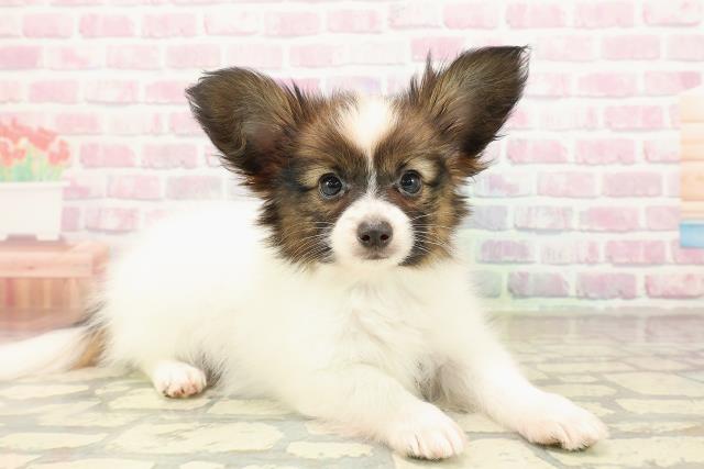 広島県のパピヨン (Coo&RIKU福山店/2025年9月1日生まれ/男の子/ホワイトブラウン)の子犬の3枚目の画像