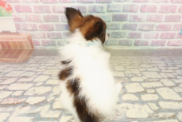 広島県のパピヨン (Coo&RIKU福山店/2025年9月1日生まれ/男の子/ホワイトブラウン)の子犬の4枚目の画像