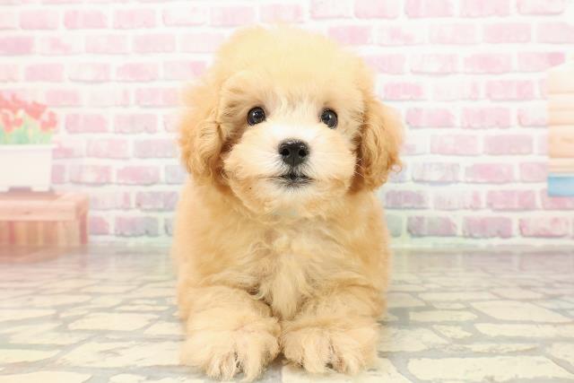 広島県のトイプードル(トイ) (Coo&RIKUゆめタウン大竹店/2025年9月1日生まれ/男の子/アプリコット)の子犬の1枚目の画像