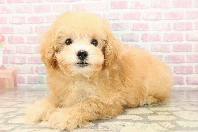 広島県のトイプードル(トイ) (Coo&RIKUゆめタウン大竹店/2025年9月1日生まれ/男の子/アプリコット)の子犬の2枚目の画像