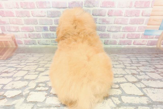 広島県のトイプードル(トイ) (Coo&RIKUゆめタウン大竹店/2025年9月1日生まれ/男の子/アプリコット)の子犬の4枚目の画像