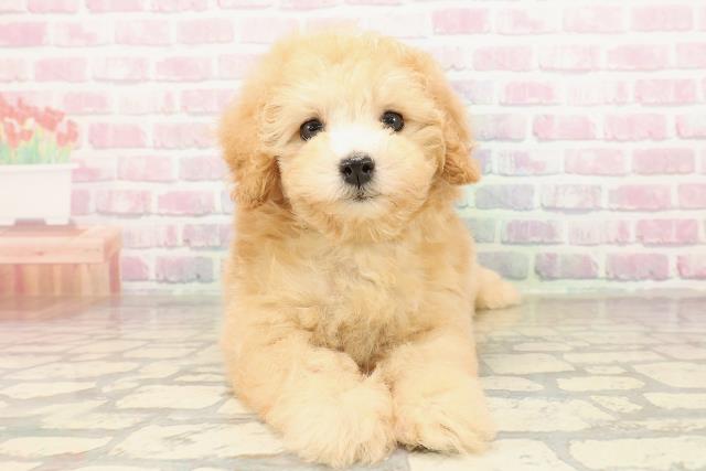 トイ・プードル