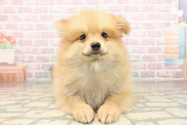 神奈川県のポメラニアン (Coo&RIKU相模原店/2025年9月3日生まれ/男の子/オレンジ)の子犬の1枚目の画像