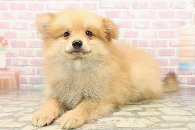 神奈川県のポメラニアン (Coo&RIKU相模原店/2025年9月3日生まれ/男の子/オレンジ)の子犬の2枚目の画像