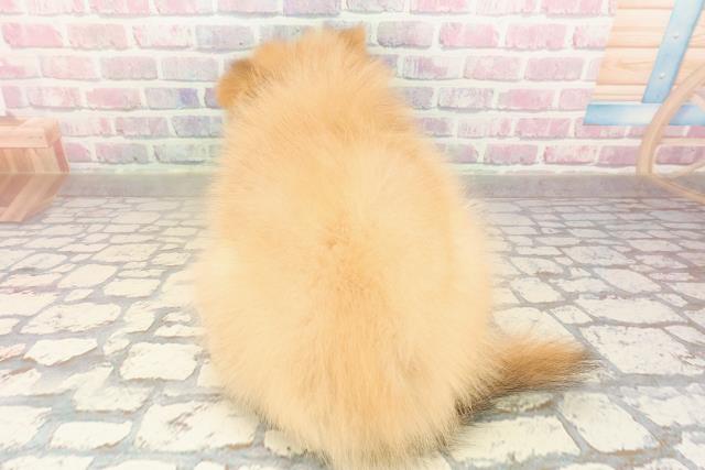 神奈川県のポメラニアン (Coo&RIKU相模原店/2025年9月3日生まれ/男の子/オレンジ)の子犬の4枚目の画像