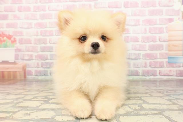 宮城県のポメラニアン (Coo&RIKU仙台太白店/2025年9月3日生まれ/男の子/クリーム)の子犬の1枚目の画像