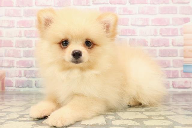 宮城県のポメラニアン (Coo&RIKU仙台太白店/2025年9月3日生まれ/男の子/クリーム)の子犬の2枚目の画像