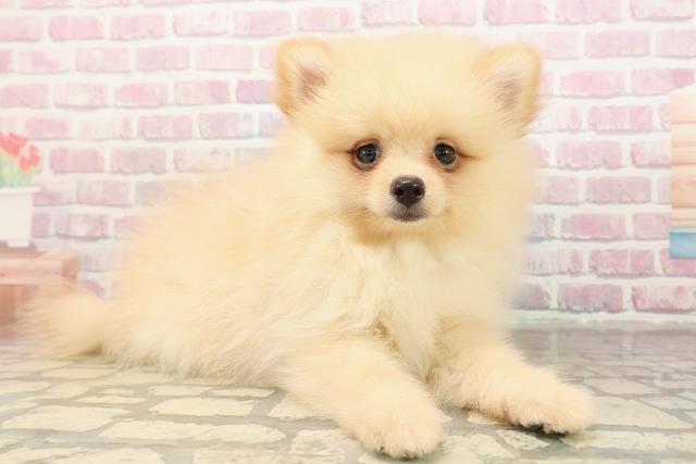 宮城県のポメラニアン (Coo&RIKU仙台太白店/2025年9月3日生まれ/男の子/クリーム)の子犬の3枚目の画像