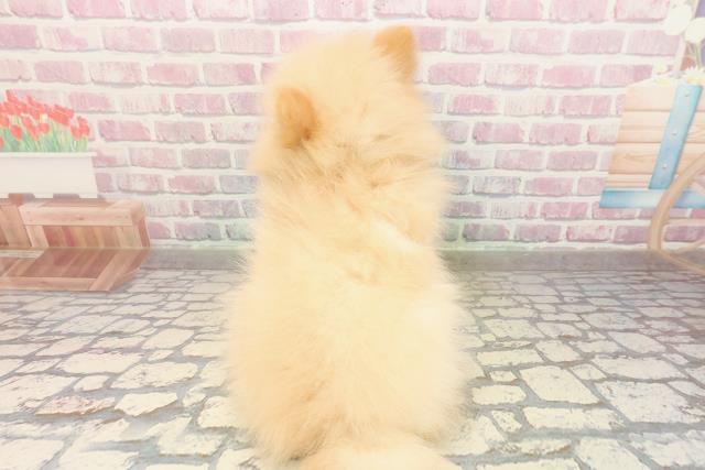 宮城県のポメラニアン (Coo&RIKU仙台太白店/2025年9月3日生まれ/男の子/クリーム)の子犬の4枚目の画像