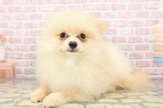 北海道のポメラニアン (Coo&RIKU釧路店/2025年9月3日生まれ/男の子/クリーム)の子犬の2枚目の画像