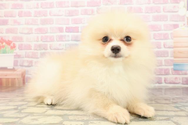 北海道のポメラニアン (Coo&RIKU釧路店/2025年9月3日生まれ/男の子/クリーム)の子犬の3枚目の画像