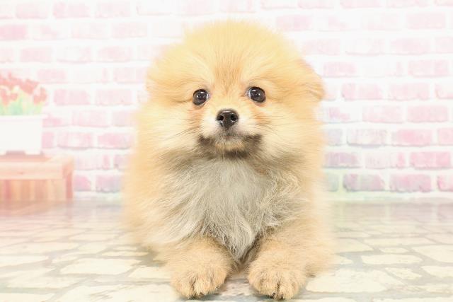 栃木県のポメラニアン (Coo&RIKUFKDインターパーク店/2025年9月3日生まれ/女の子/オレンジ)の子犬の1枚目の画像