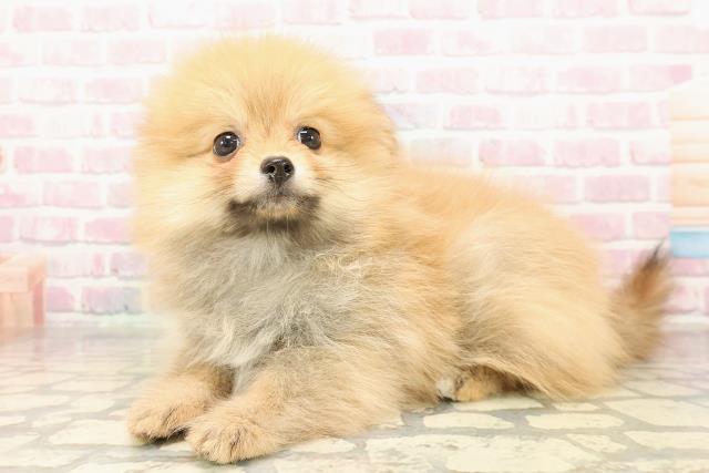 栃木県のポメラニアン (Coo&RIKUFKDインターパーク店/2025年9月3日生まれ/女の子/オレンジ)の子犬の2枚目の画像