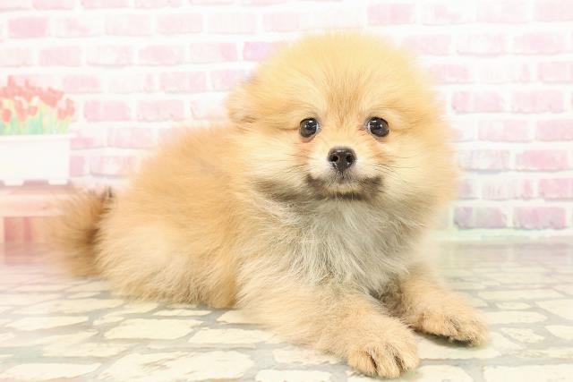 栃木県のポメラニアン (Coo&RIKUFKDインターパーク店/2025年9月3日生まれ/女の子/オレンジ)の子犬の3枚目の画像