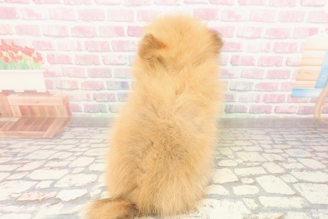 栃木県のポメラニアン (Coo&RIKUFKDインターパーク店/2025年9月3日生まれ/女の子/オレンジ)の子犬の4枚目の画像