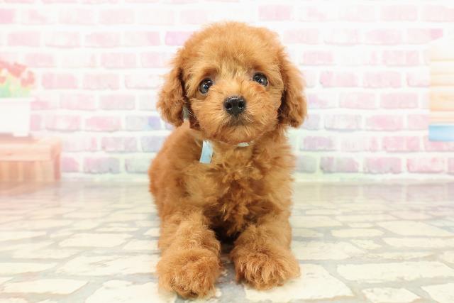 トイ・プードル