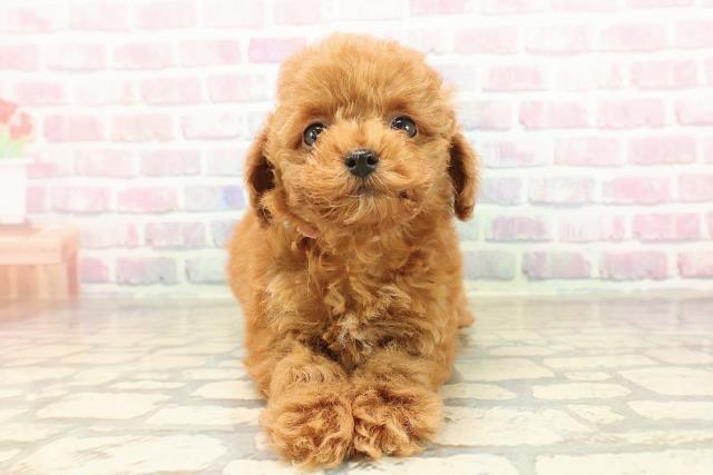 栃木県のトイプードル(トイ) (Coo&RIKUFKDインターパーク店/2025年9月3日生まれ/女の子/レッド)の子犬の1枚目の画像