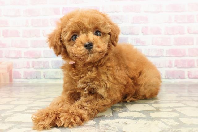 栃木県のトイプードル(トイ) (Coo&RIKUFKDインターパーク店/2025年9月3日生まれ/女の子/レッド)の子犬の2枚目の画像