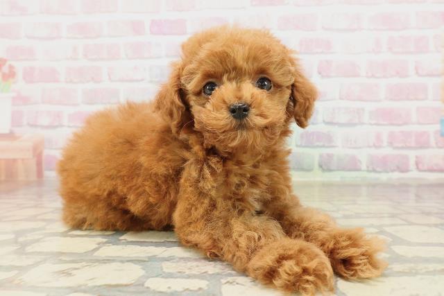 栃木県のトイプードル(トイ) (Coo&RIKUFKDインターパーク店/2025年9月3日生まれ/女の子/レッド)の子犬の3枚目の画像