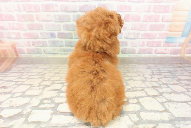 栃木県のトイプードル(トイ) (Coo&RIKUFKDインターパーク店/2025年9月3日生まれ/女の子/レッド)の子犬の4枚目の画像