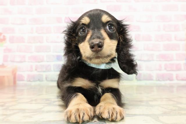 東京都のミニチュアダックスフンド(ロング) (Coo&RIKU江戸川店/2025年9月4日生まれ/男の子/ブラックイエロー)の子犬の1枚目の画像