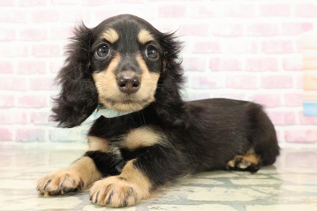 東京都のミニチュアダックスフンド(ロング) (Coo&RIKU江戸川店/2025年9月4日生まれ/男の子/ブラックイエロー)の子犬の2枚目の画像