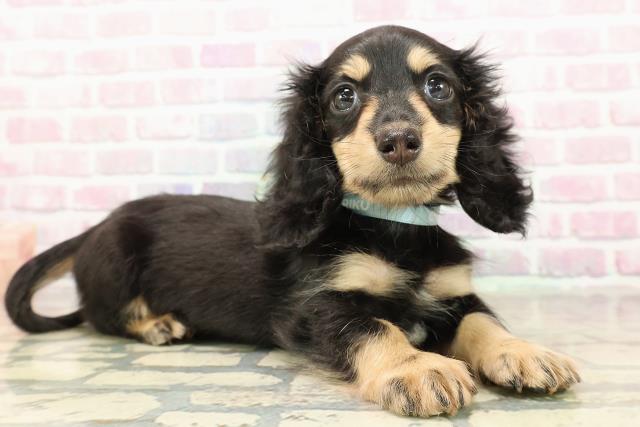 東京都のミニチュアダックスフンド(ロング) (Coo&RIKU江戸川店/2025年9月4日生まれ/男の子/ブラックイエロー)の子犬の3枚目の画像