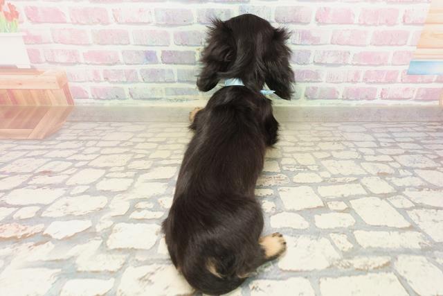 東京都のミニチュアダックスフンド(ロング) (Coo&RIKU江戸川店/2025年9月4日生まれ/男の子/ブラックイエロー)の子犬の4枚目の画像