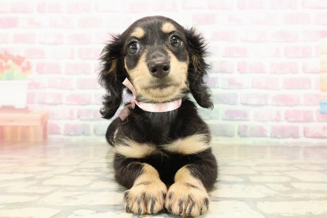 東京都のミニチュアダックスフンド(ロング) (Coo&RIKU立川店/2025年9月4日生まれ/女の子/ブラックイエロー)の子犬の1枚目の画像