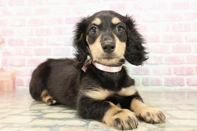 東京都のミニチュアダックスフンド(ロング) (Coo&RIKU立川店/2025年9月4日生まれ/女の子/ブラックイエロー)の子犬の3枚目の画像