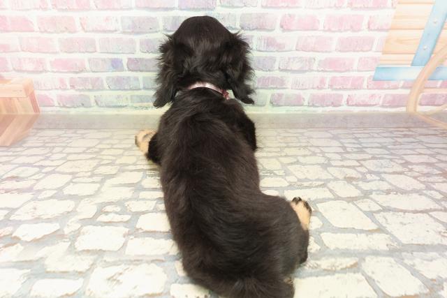 東京都のミニチュアダックスフンド(ロング) (Coo&RIKU立川店/2025年9月4日生まれ/女の子/ブラックイエロー)の子犬の4枚目の画像