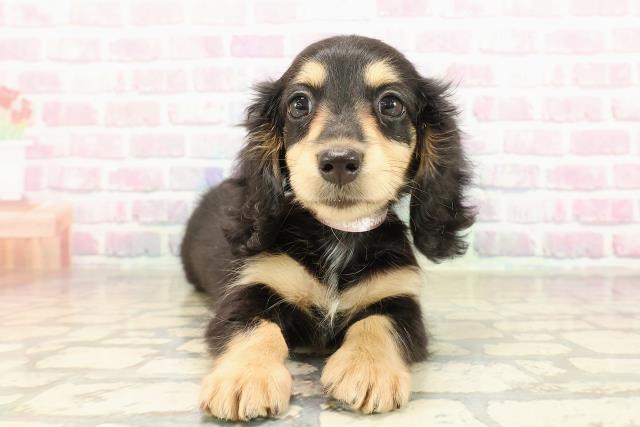 愛媛県のミニチュアダックスフンド(ロング) (Coo&RIKUイオンタウン川之江店/2025年9月4日生まれ/女の子/ブラックイエロー)の子犬の1枚目の画像