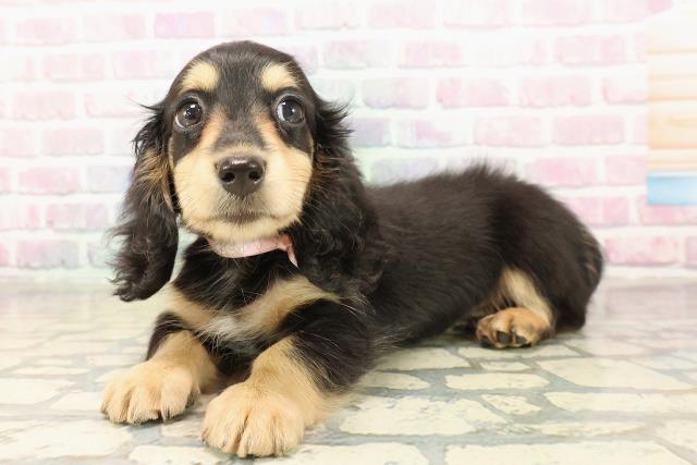 愛媛県のミニチュアダックスフンド(ロング) (Coo&RIKUイオンタウン川之江店/2025年9月4日生まれ/女の子/ブラックイエロー)の子犬の2枚目の画像