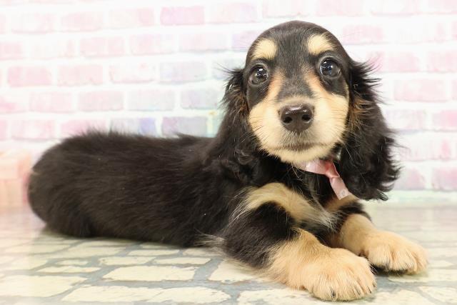 愛媛県のミニチュアダックスフンド(ロング) (Coo&RIKUイオンタウン川之江店/2025年9月4日生まれ/女の子/ブラックイエロー)の子犬の3枚目の画像