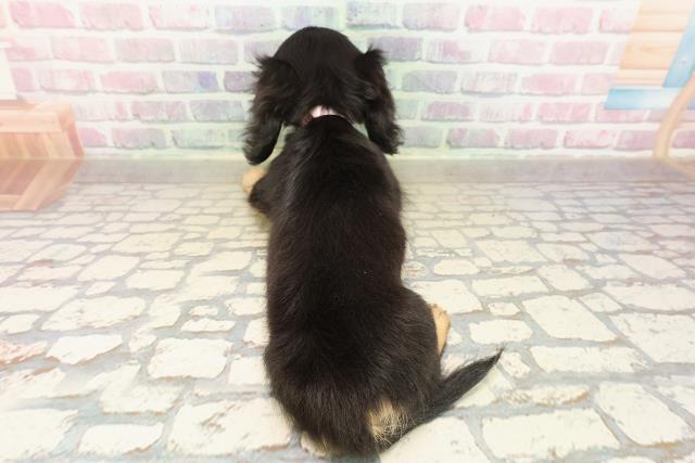 愛媛県のミニチュアダックスフンド(ロング) (Coo&RIKUイオンタウン川之江店/2025年9月4日生まれ/女の子/ブラックイエロー)の子犬の4枚目の画像